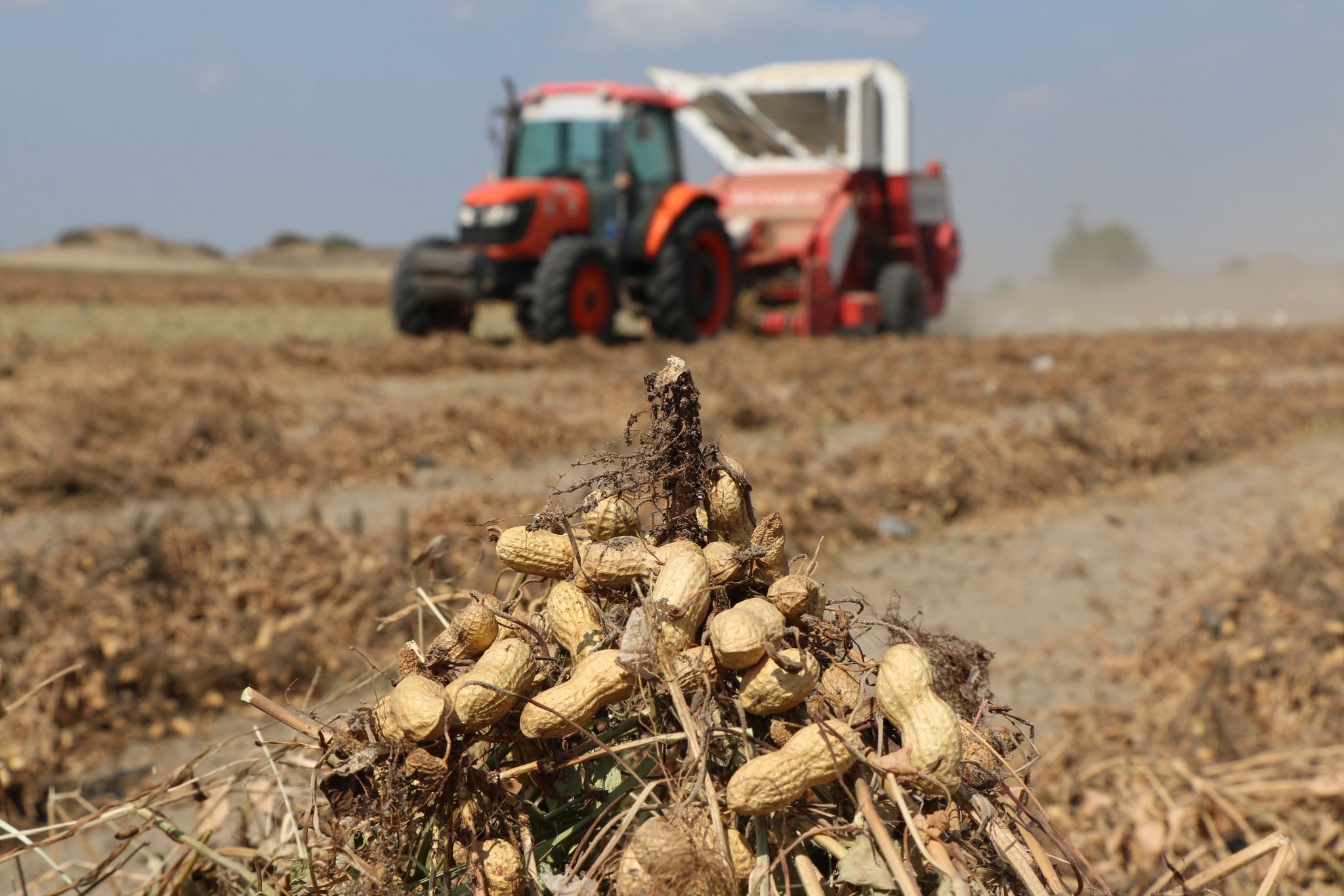 Paketlenmiş Yer Fıstığı